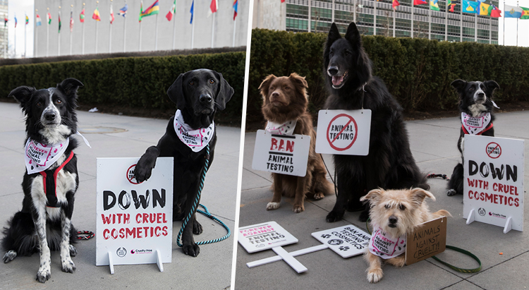 Кто сказал гав? В Нью-Йорке первый собачий митинг против тестирования косметики на животных