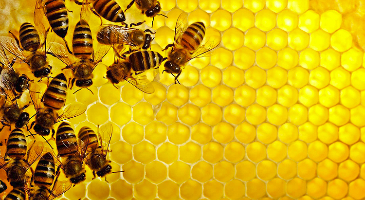"Пчелиное сообщество" Guerlain