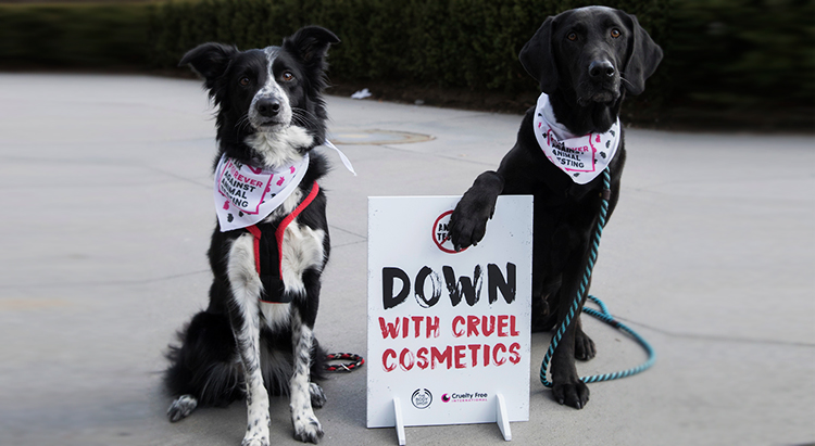 Кто сказал гав? В Нью-Йорке первый собачий митинг против тестирования косметики на животных