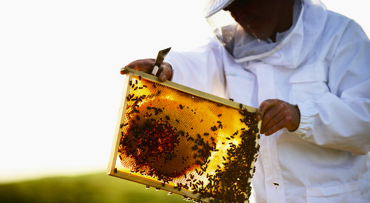"Пчелиное сообщество" Guerlain