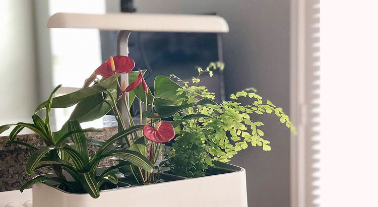 Появился уникальный очиститель воздуха с живыми растениями