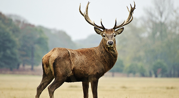 Компания Natura Siberica оказалась в центре скандала из-за использования в своей косметике пант маралов