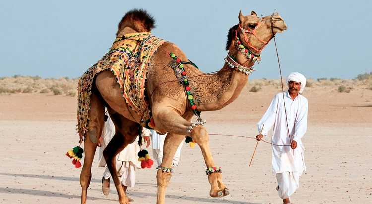 Как люди: верблюдов с ботоксом не допустили к конкурсу красоты