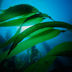 Дары моря: водоросли в основе ухаживающей косметики