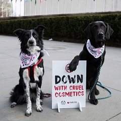 Кто сказал гав? В Нью-Йорке прошел первый собачий митинг против тестирования косметики на животных