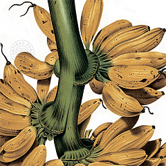 Банановый рай: новый аромат L’Artisan Parfumeur