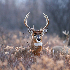 Компания Natura Siberica оказалась в центре скандала из-за пант маралов